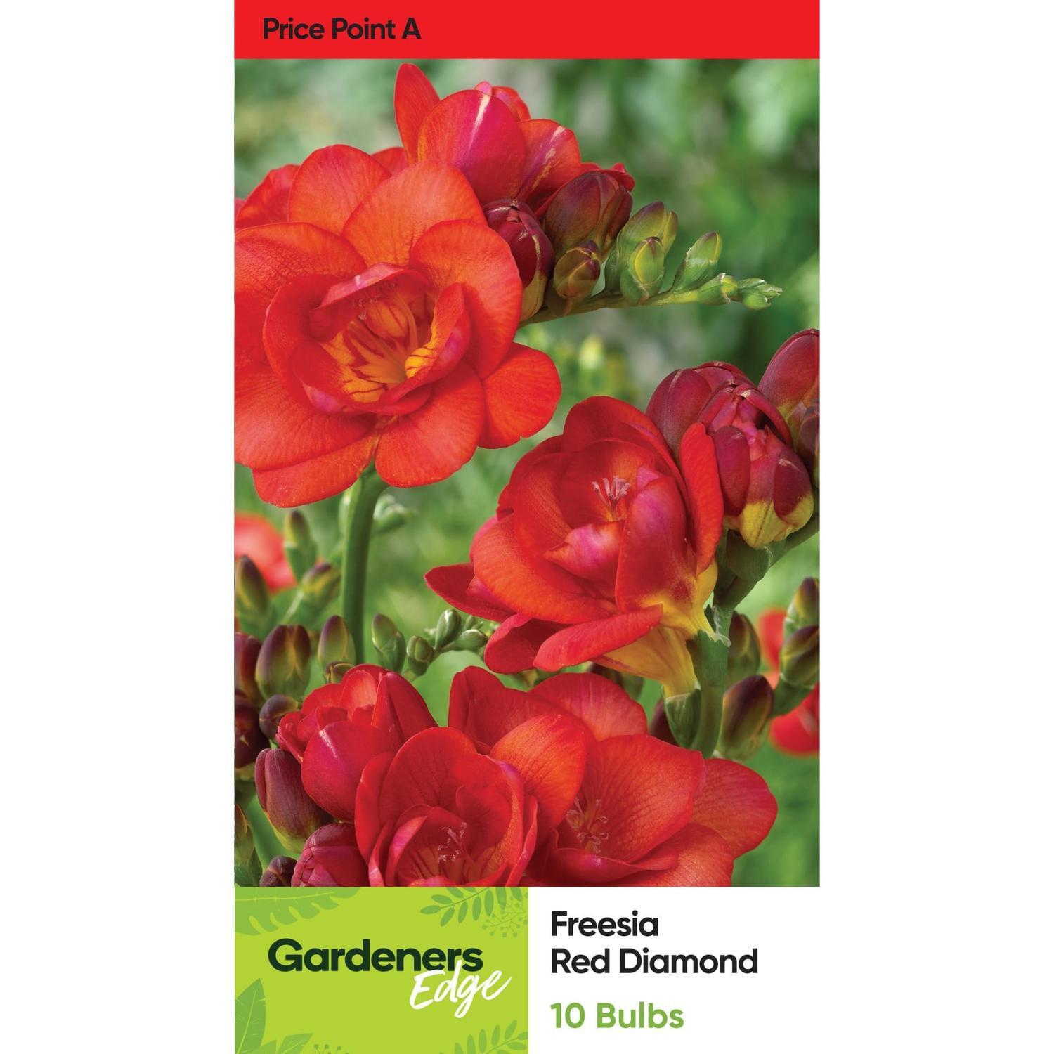 Freesia Double 'Red Diamond'