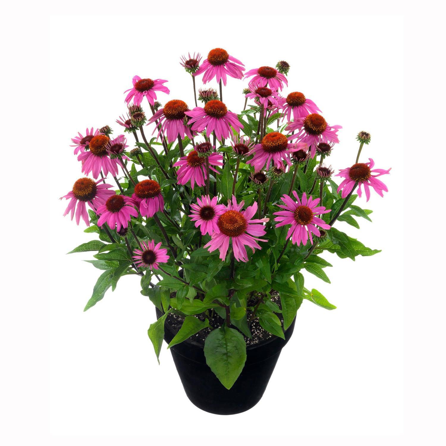 Echinacea Moodz Courage