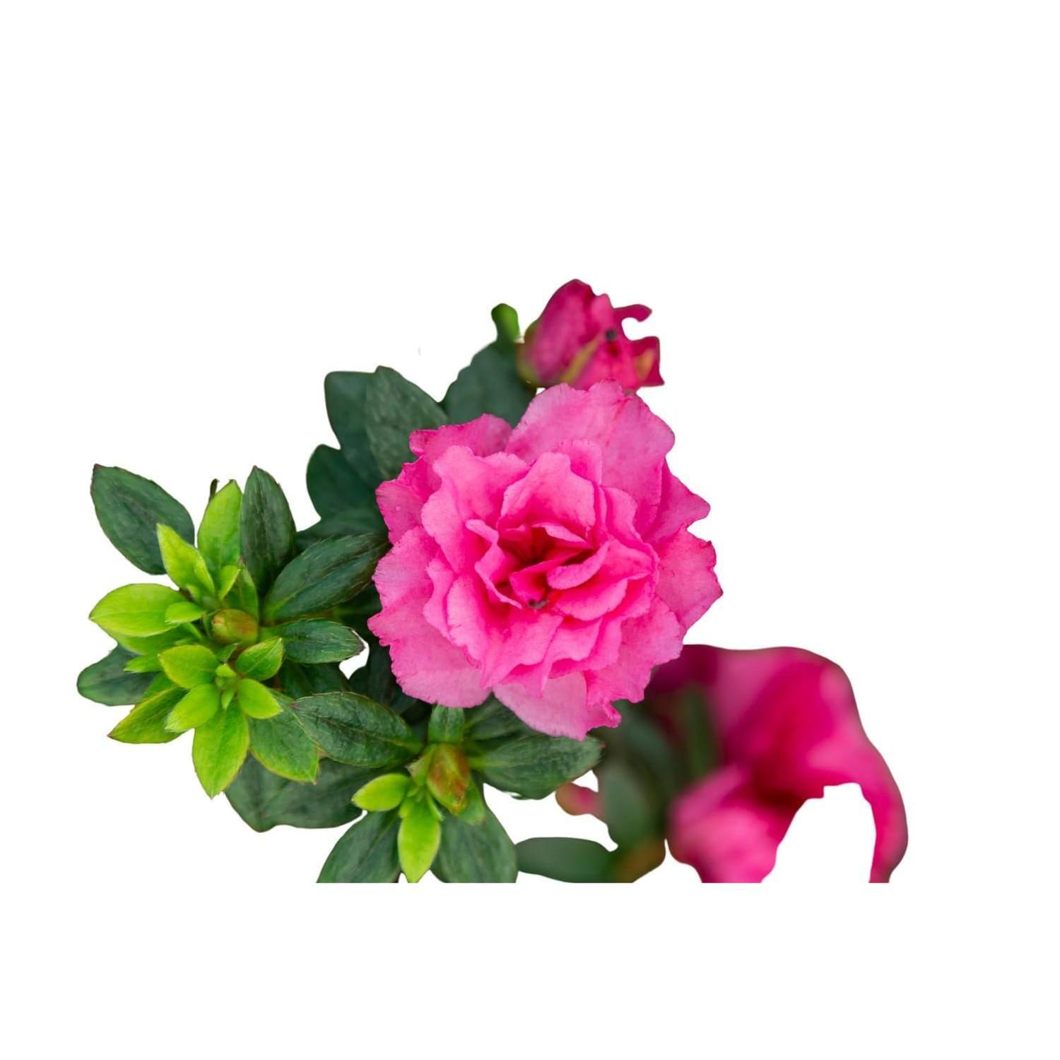 Azalea