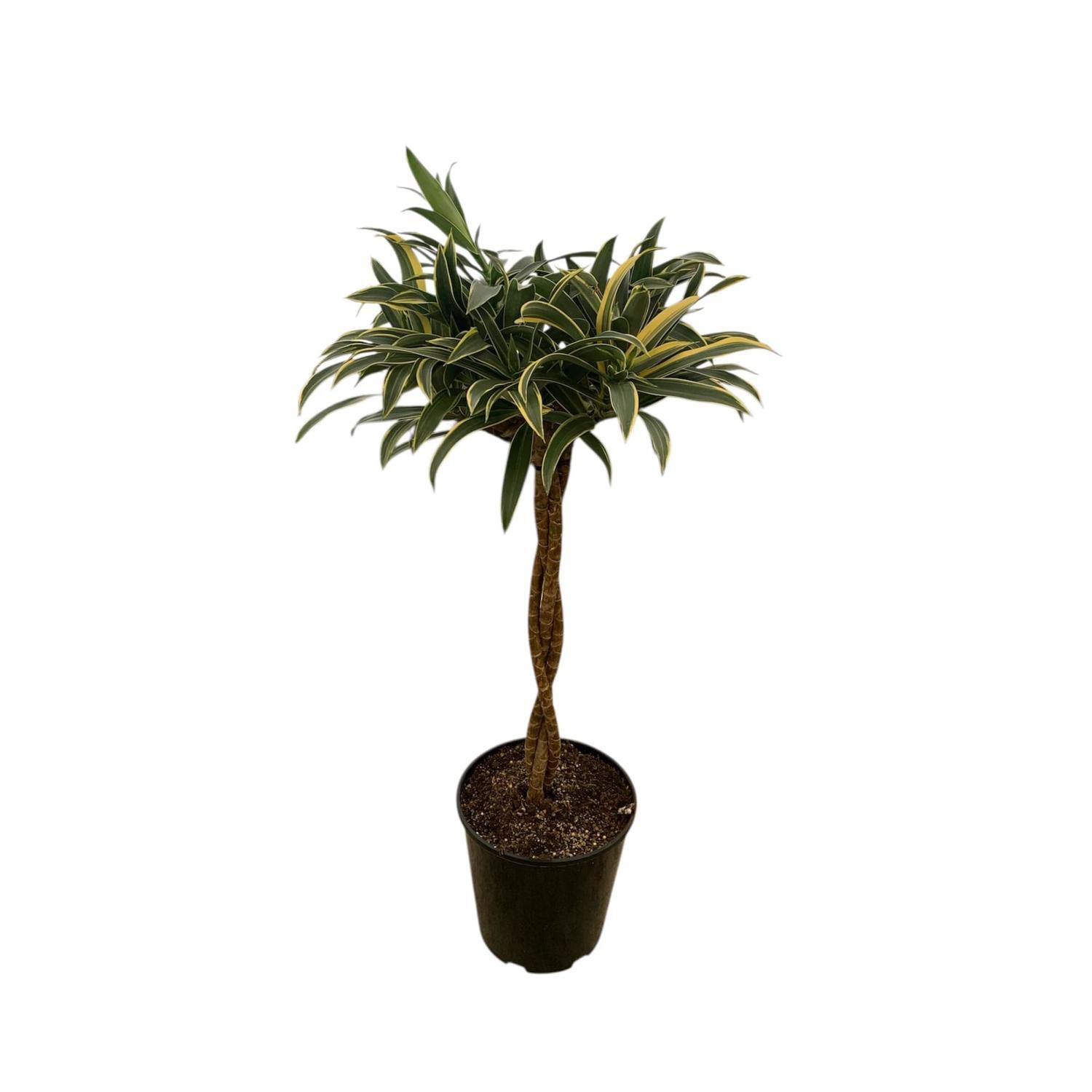 Dracaena Reflexa 20cm
