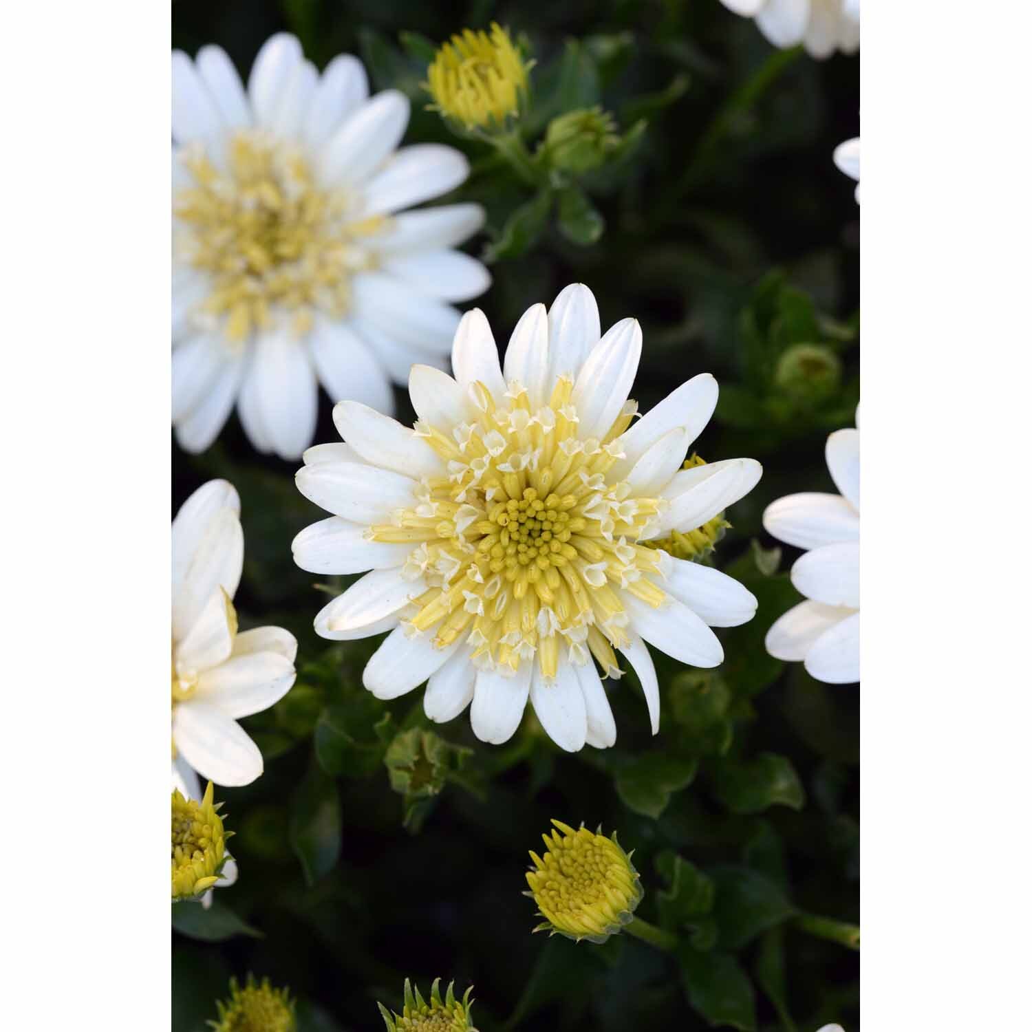 Osteospermum 3d Double Lemon Ice