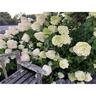 Hydrangea Limelight 2.4 litre
