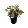 Nandina Firepower