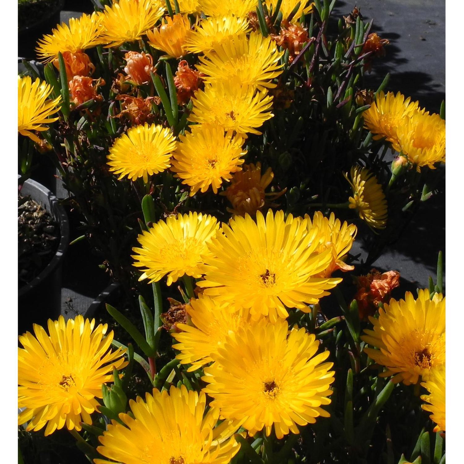 Mesembryanthemum Sungold