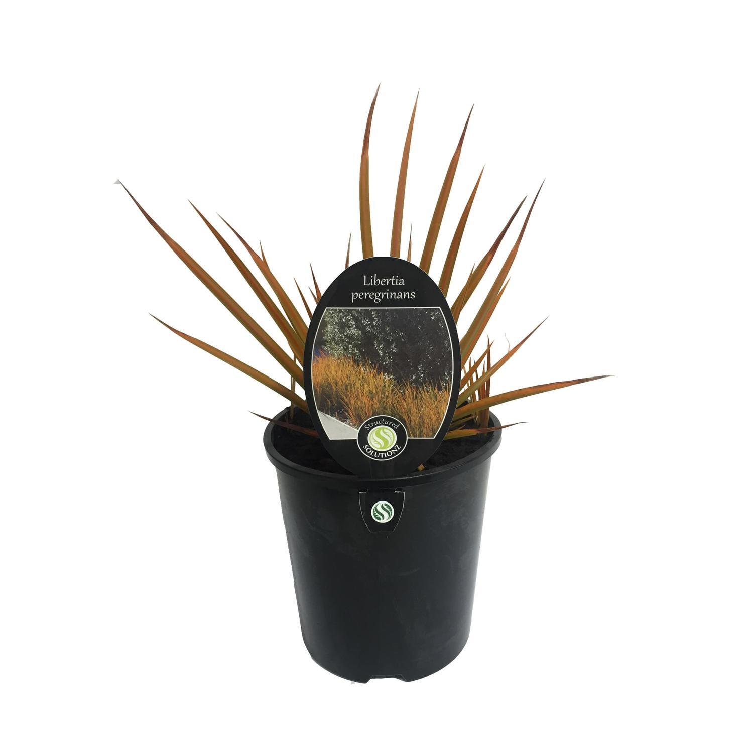 Libertia Peregrinans