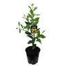 Mandarin Silverhill