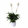 Spathiphyllum 'Peace Lily' in Ceramic Pot 15cm