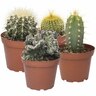 Cacti Assorted