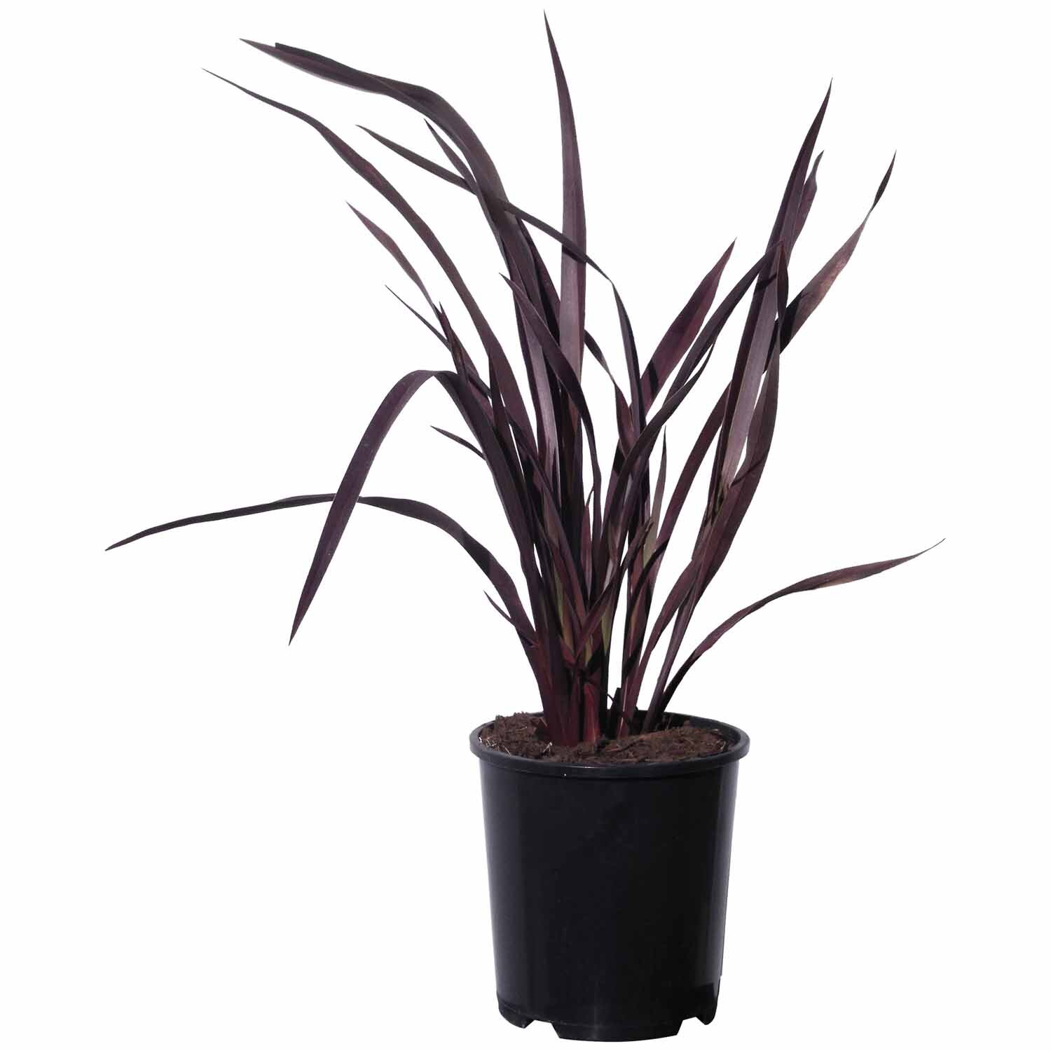 Phormium Dark Delight