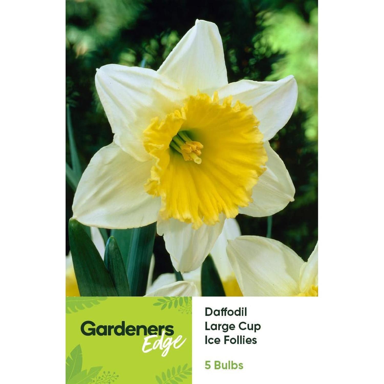 Daffodil Ice Follies 5 Pack
