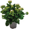 Kalanchoe Assorted