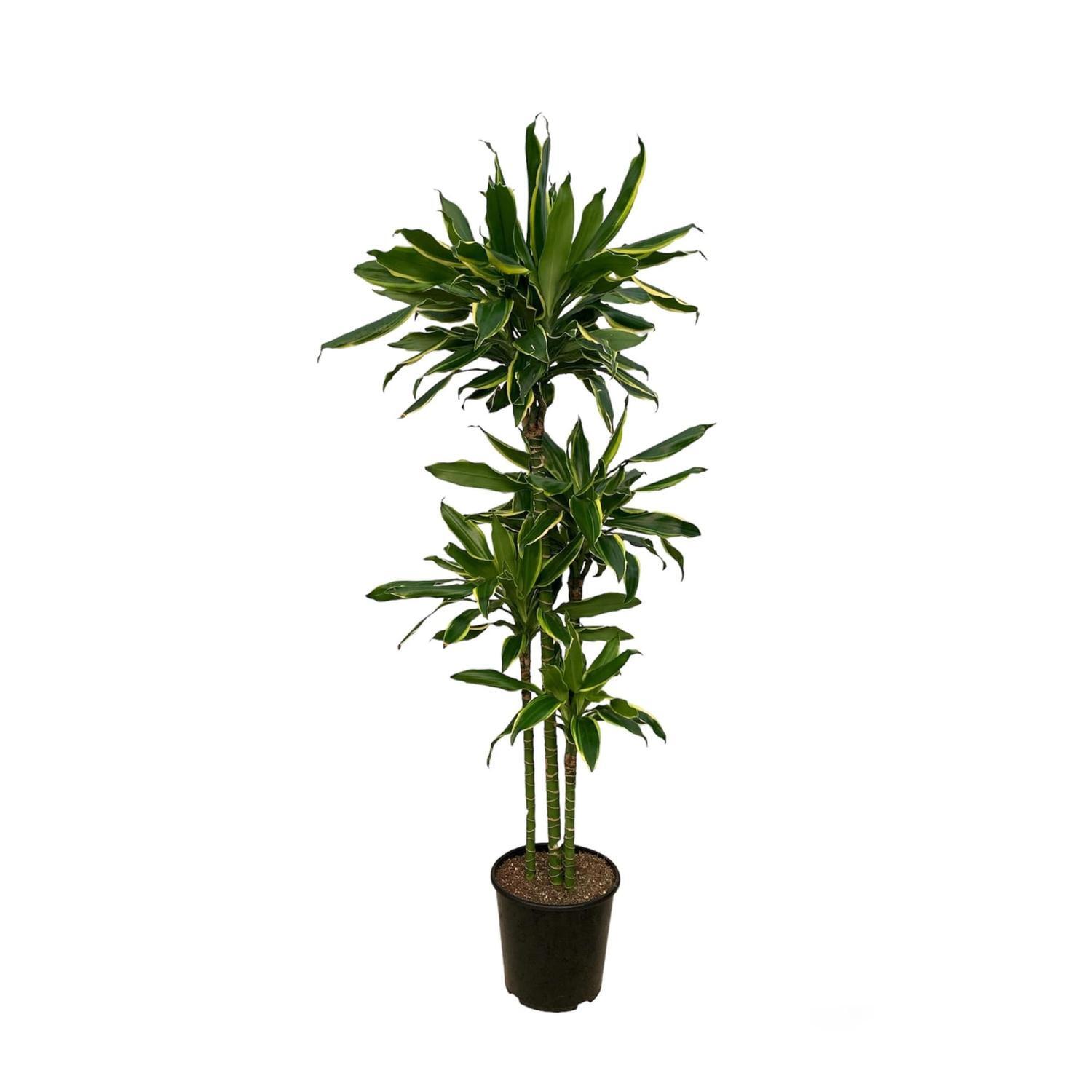 Dracaena Gold Coast Multi  6.5L