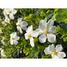 Gardenia Snow Girl