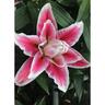 Lily Oriental Roselily Olympia Pack of 1