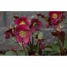 Helleborus 'Annas Red'
