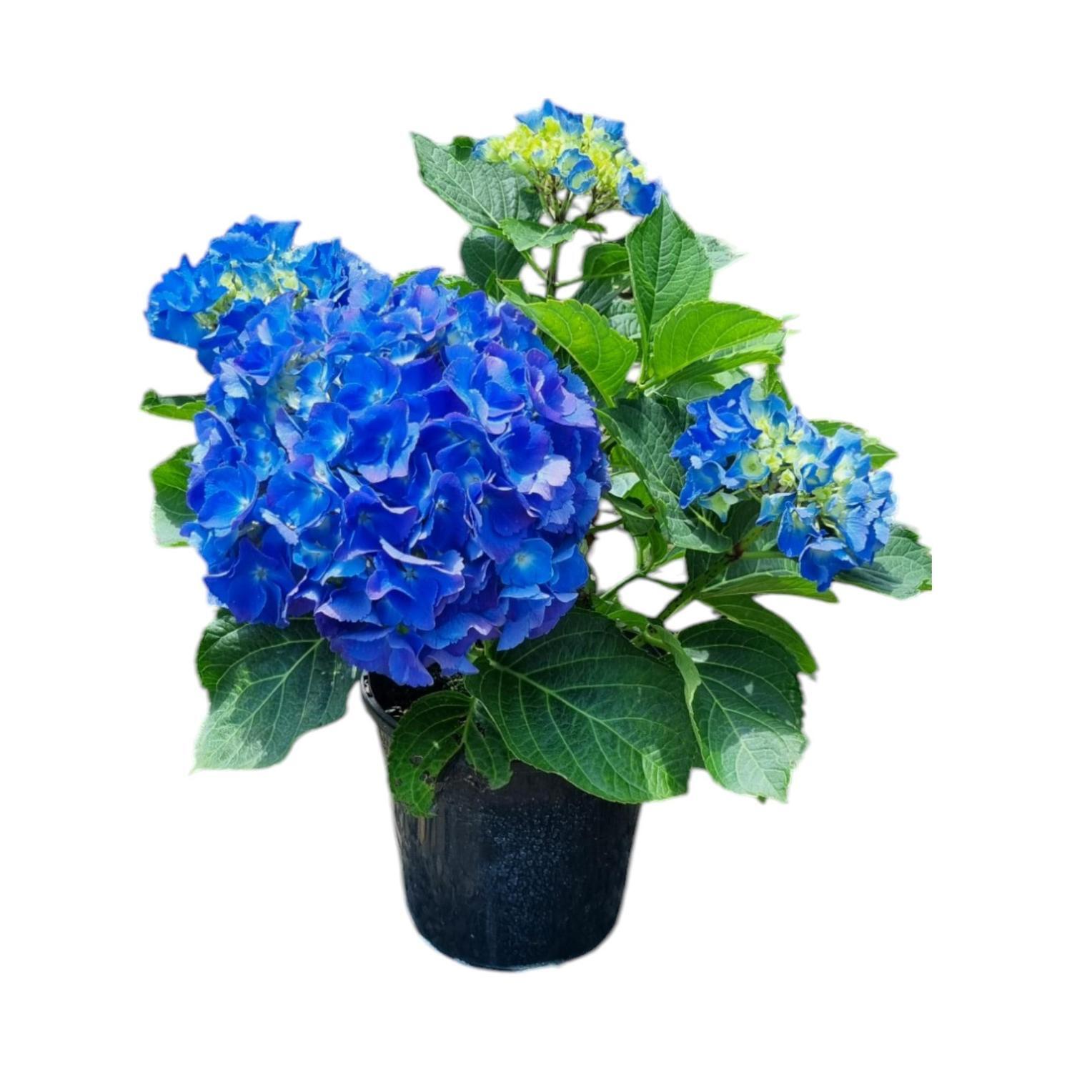 Hydrangea Renate Steiniger 4L