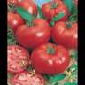 Tomato Grosse Lisse