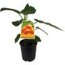 Tamarillo Bold Gold 1.9 Litre Yellow