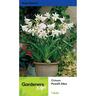 Crinum Powelli Alba 1 Pack