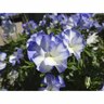 Viola Magnifi Scent Blue Sails