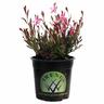 Gaura Ballerina Rose 14cm Pink
