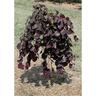 Cercis 'Ruby Falls'