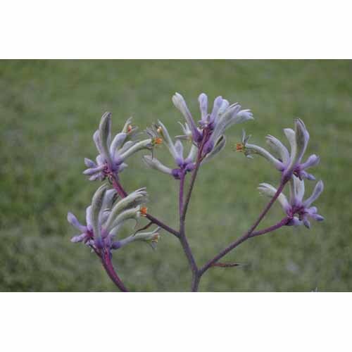 Anigozanthus Landscape Lilac