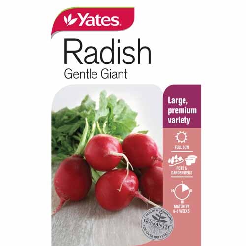 Radish 'Gentle Giant'