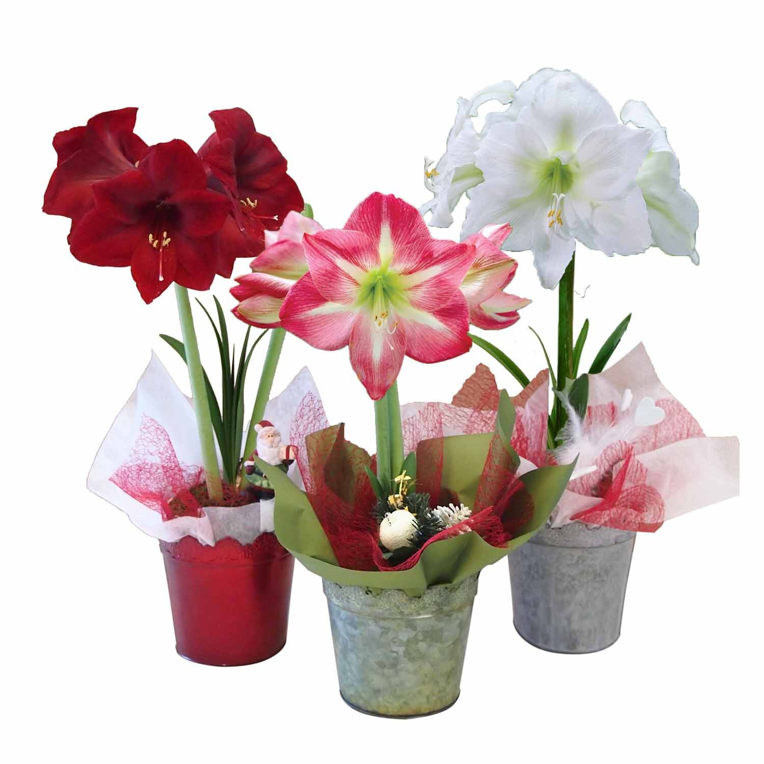 Amaryllis Gift Wrapped