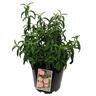 Cistus Brilliancy 3.3 litre