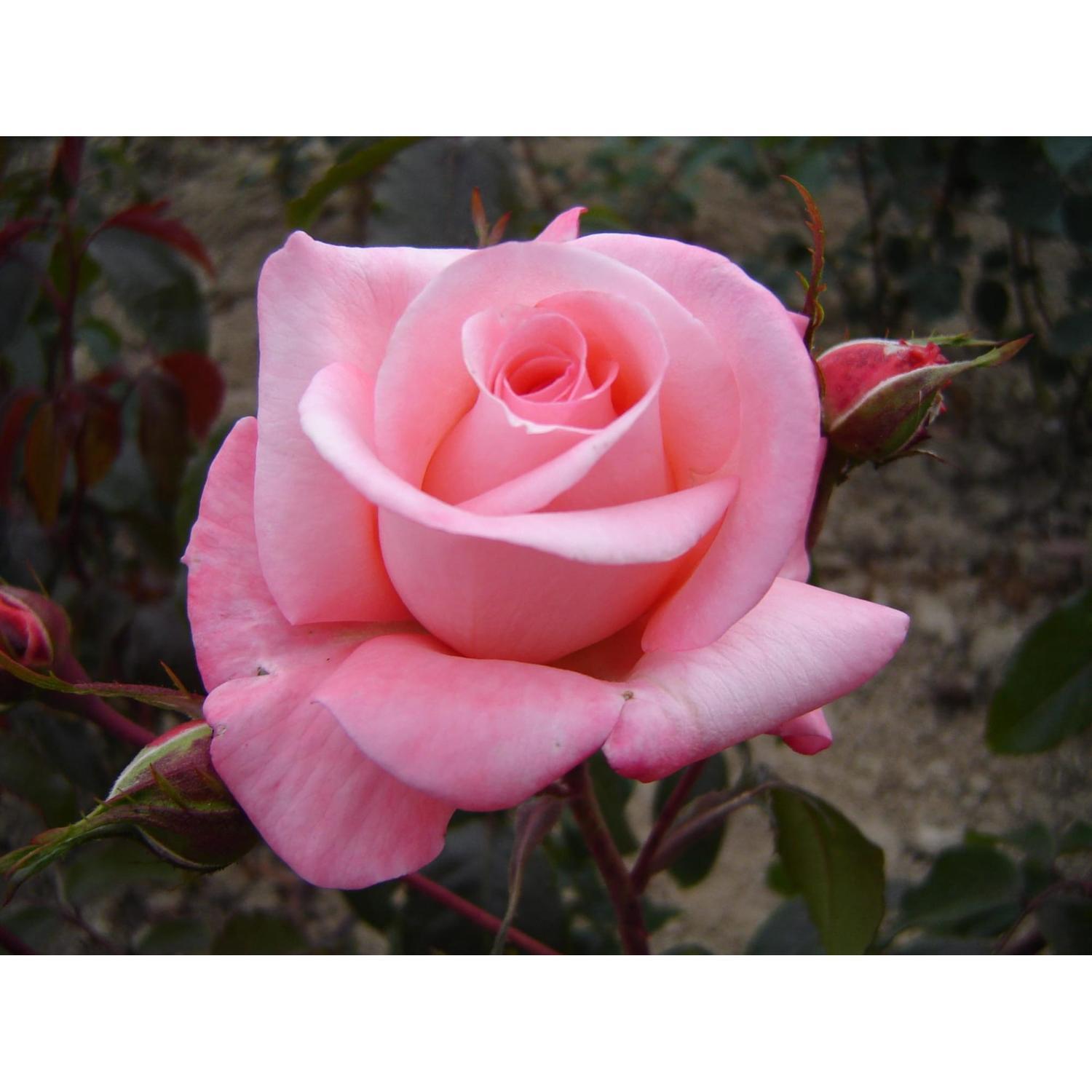 Rose Bush