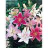 Lily La Oriental Pot Mixed 5 Pack