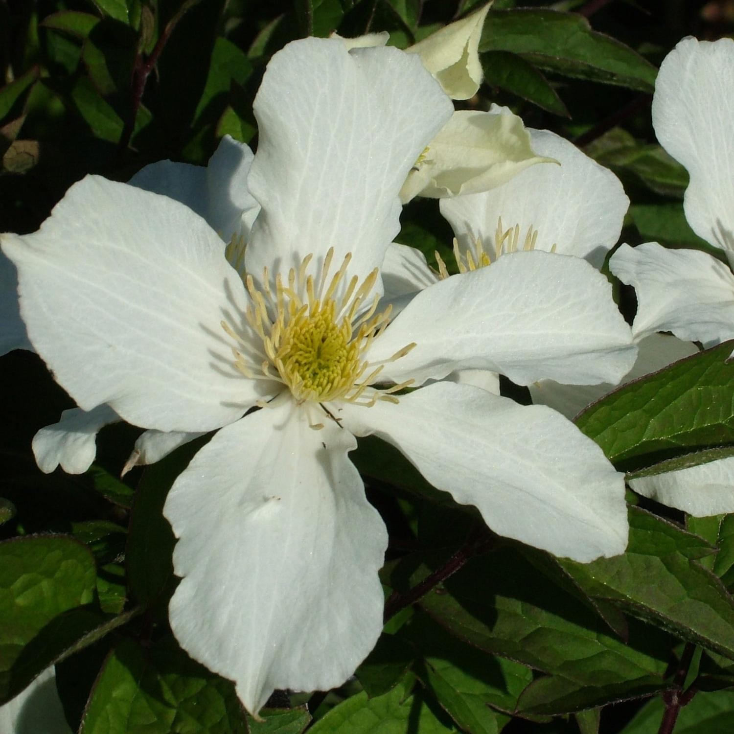 Clematis Snowflake