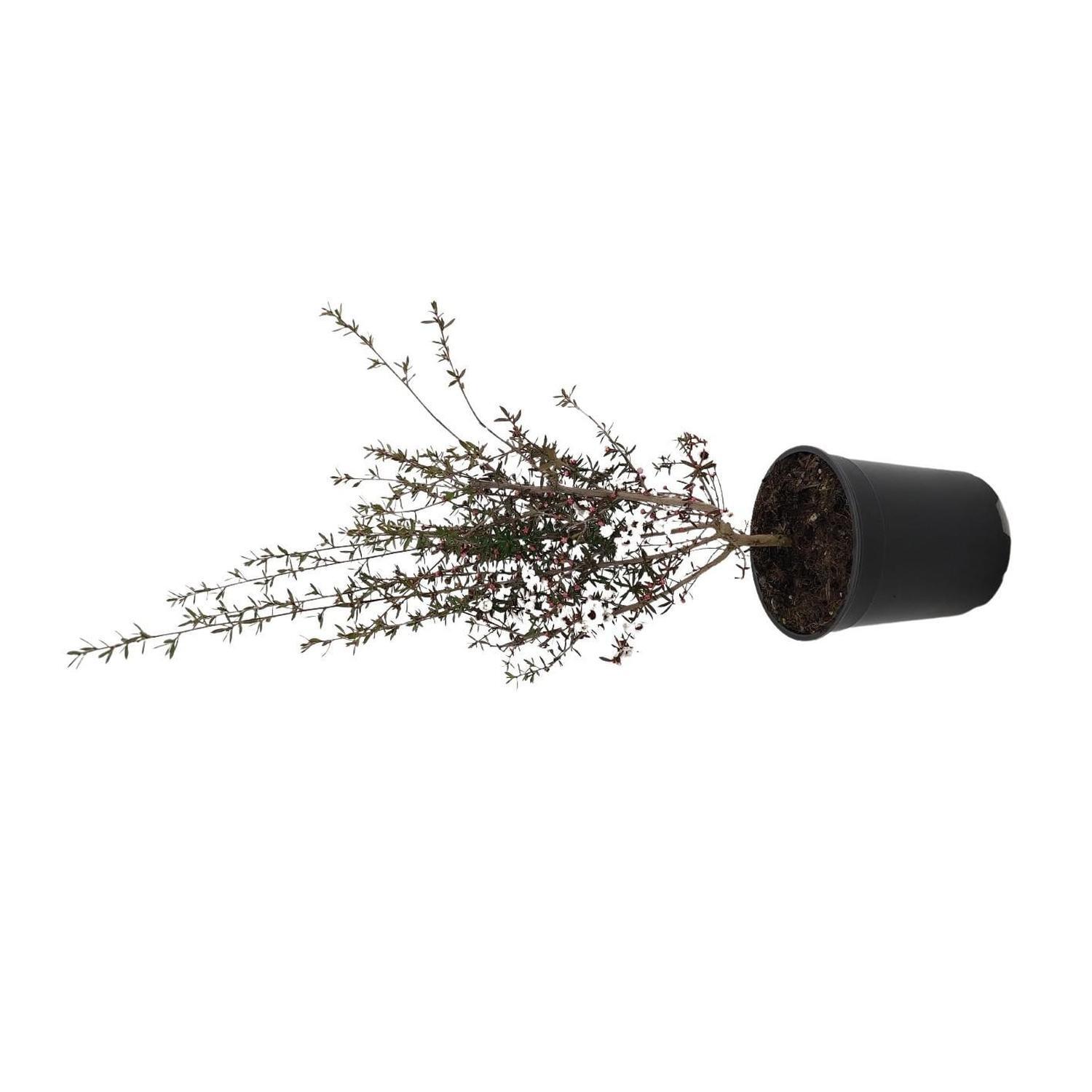 Leptospermum Princess Anne