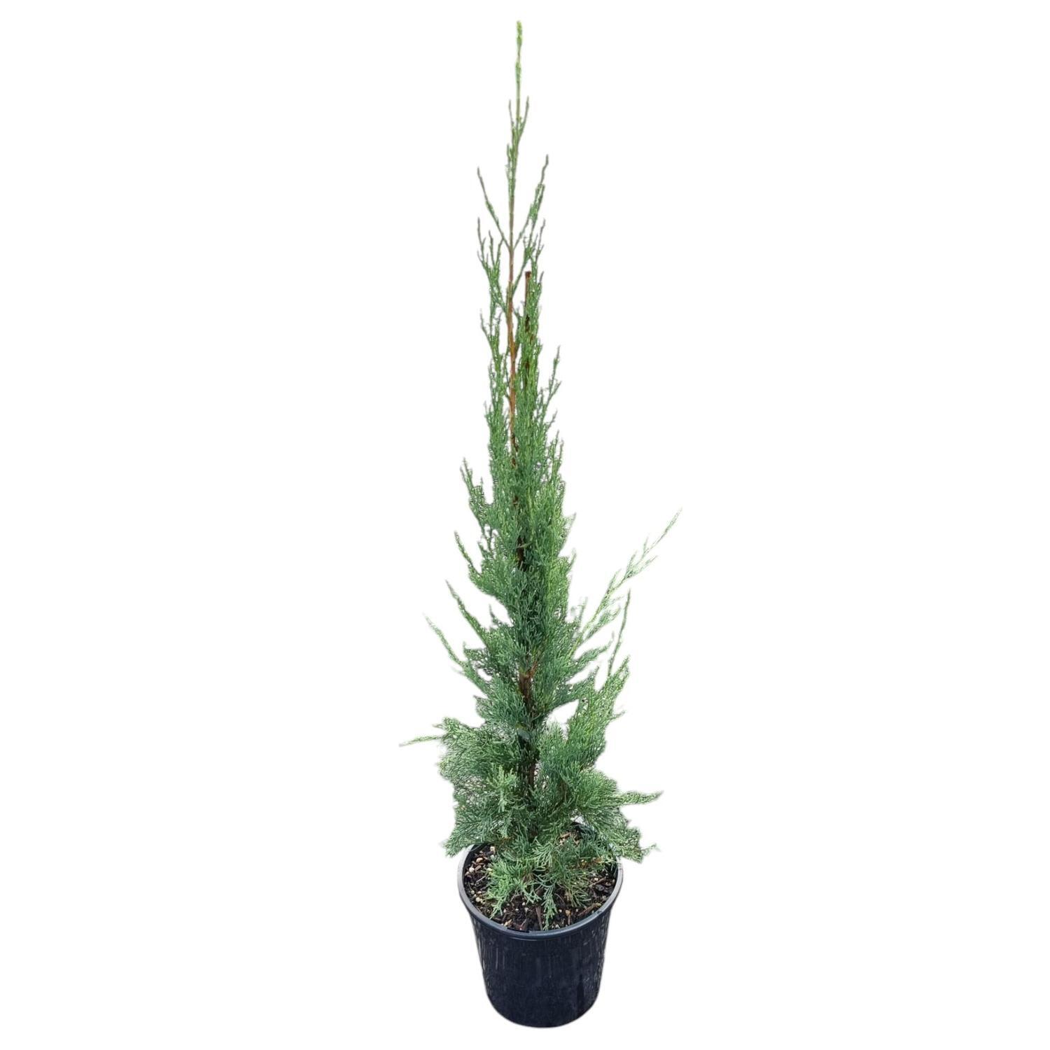 Cupressus Totem 4L