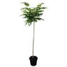 Robinia Lollipop Standard