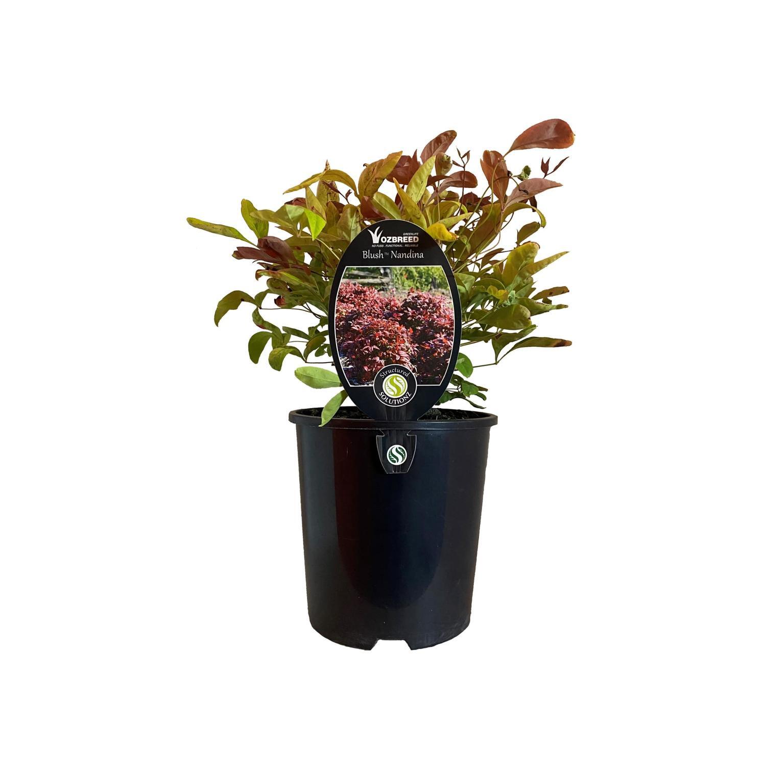 Nandina Blush
