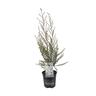 Leptospermum Wiri Linda