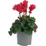 Cyclamen Crispino