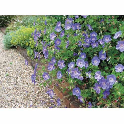 Geranium Rozanne
