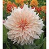 Dahlia Decorative 'Cafe Au Lait'