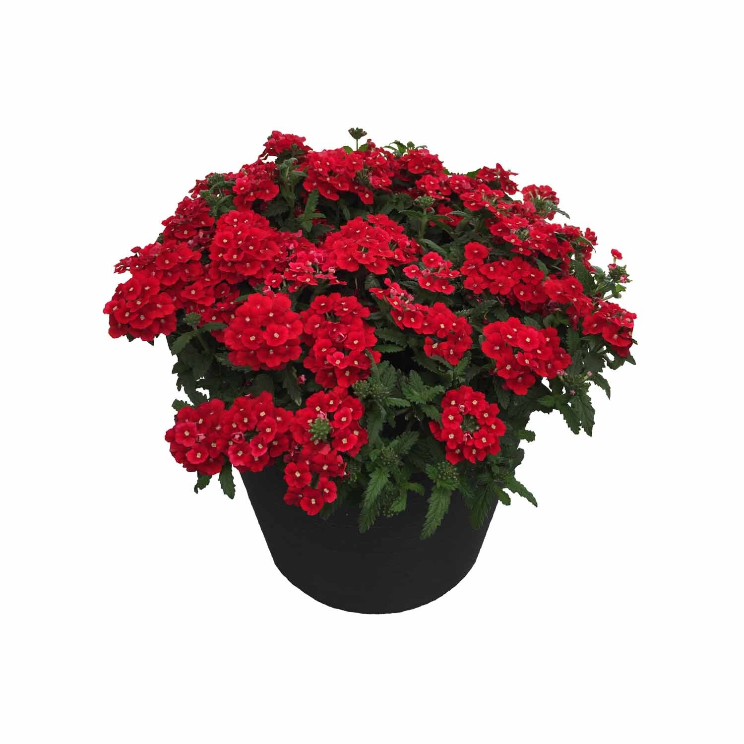 Voodoo Verbena Gala Beauty Red