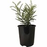 Sophora Dragons Gold 1.9 litre