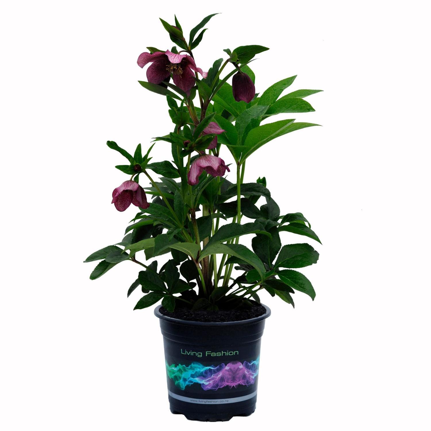 Hellebore Tutu