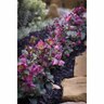 Helleborus 'Penny's Pink' 2.5 litre Mauve
