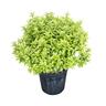 Pittosporum Little Gem 'Frankies Folly' 4L