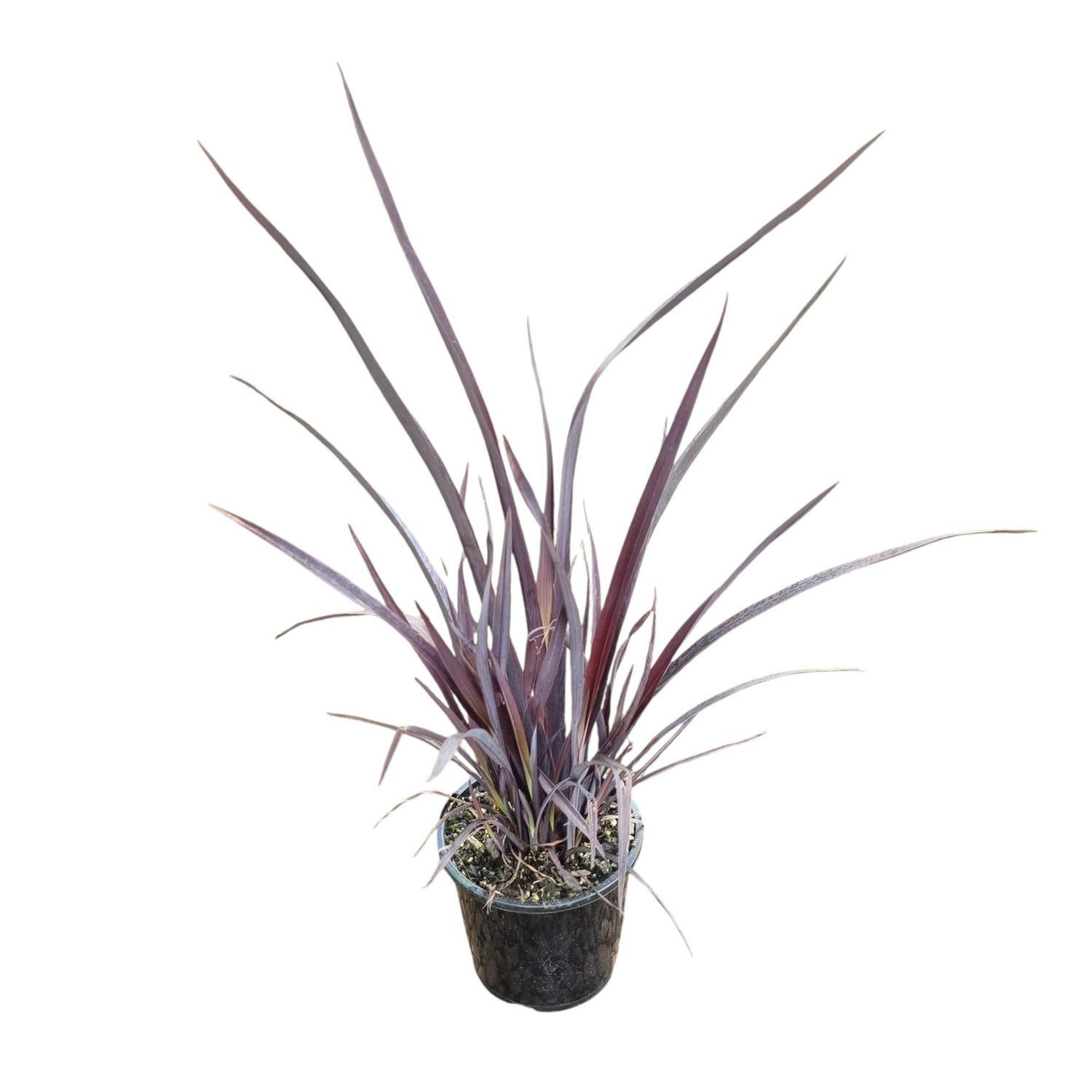 Phormium 'Flax' Dark Delight 1.3L
