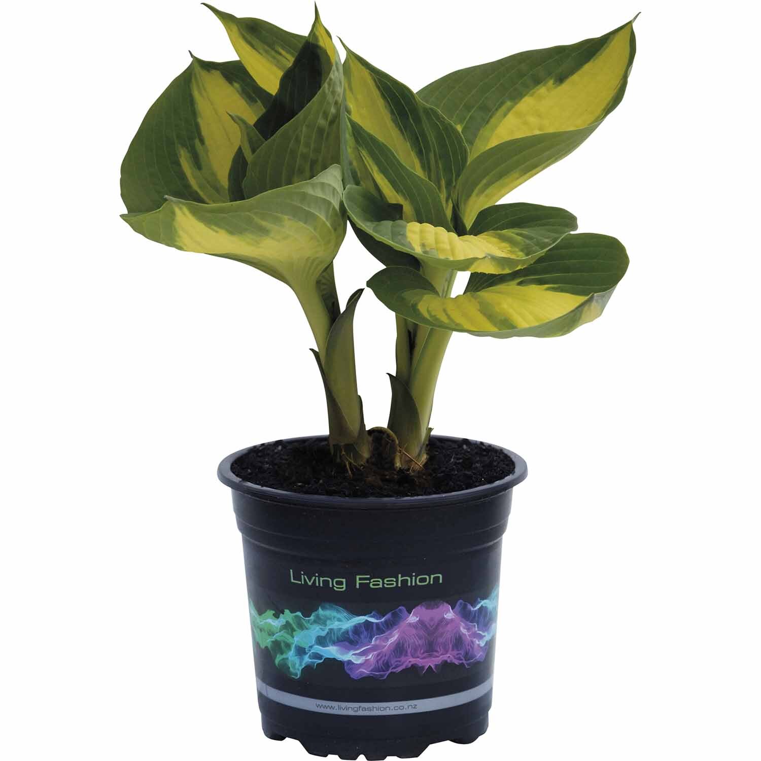 Hosta Hudson Bay