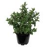 Cistus Sunset 3.3 litre