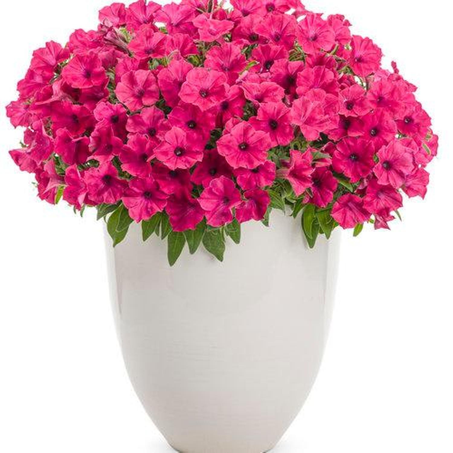 Supertunia Vista Fuchsia